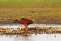 Marsh Harrier with Kill at Bhigwan