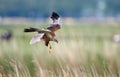 Marsh Harrier Royalty Free Stock Photo