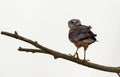 Marsh Harrier