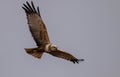 Male Western Marsh Harrier (Circus aeruginosus) in Flight