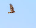 A Marsh Harries flying over a lake