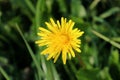 Marsh hawks beard or Crepis paludosa single yellow wildflower closeup Royalty Free Stock Photo