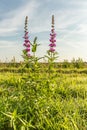 Marsh Hedge Nettle, Marsh Woundwort, Stachys palustris, in meadow Royalty Free Stock Photo