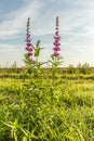 Marsh Hedge Nettle, Marsh Woundwort, Stachys palustris, in meadow