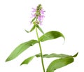 Marsh hedgenettle or marsh woundwort or Stachys palustris isolated on white background Royalty Free Stock Photo