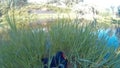 Marsh hens flee quickly from the nest