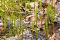 Marsh horsetails in springtime at West Hartford Reservoir in Connecticut