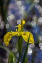 Marsh iris flower with water drops on the background of the sun glare of the lake surface Royalty Free Stock Photo