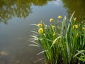 Marsh iris Iris pseudacorus flowers in spring