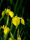 Marsh iris Iris pseudacorus.