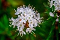 Marsh Labrador bloom