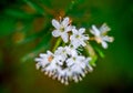 Marsh Labrador petals