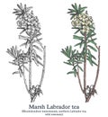 Marsh Labrador tea. Colorful vector hand drawn plant. Vintage medicinal sketch