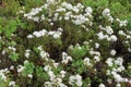 Marsh Labrador tea, northern Labrador tea or wild rosemary Royalty Free Stock Photo