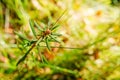 Marsh Labrador Tea plants in the autumn Royalty Free Stock Photo