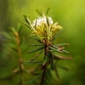 Marsh Labrador Tea Rhododendron tomentosum Royalty Free Stock Photo