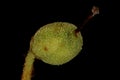 Marsh Labrador Tea Rhododendron tomentosum. Fruit Closeup Royalty Free Stock Photo