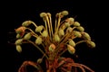 Marsh Labrador Tea Rhododendron tomentosum. Infructescence Closeup Royalty Free Stock Photo