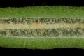 Marsh Labrador Tea Rhododendron tomentosum. Leaf Detail Closeup Royalty Free Stock Photo