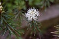 The Marsh Labrador tea Rhododendron tomentosum