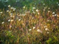 Marsh labrador tea, Rhododendron tomentosum