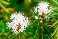 Marsh Labrador white blooms