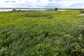 Marsh Land at the Steinhuder Meer