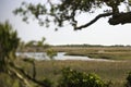 Marsh landscape Royalty Free Stock Photo