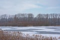 Marsh landscape with bare winter trees and covered in snow and pool with reed Royalty Free Stock Photo