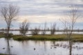 Marsh landscape, California