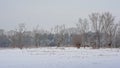 Marsh landscape covered in snow with dead trees with cormorant nests