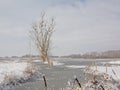 Marsh landscape and covered in snow and pool with dead tree with cormorant nests