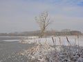 Marsh landscape and covered in snow and pool with dead tree with cormorant nests