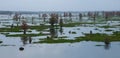 Marsh landscape, cypress trees grow from the water, Louisiana, USA Royalty Free Stock Photo