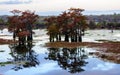 Marsh landscape, cypress trees grow from the water, Louisiana, USA Royalty Free Stock Photo