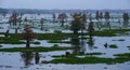 Marsh landscape, cypress trees grow from the water, Louisiana, USA Royalty Free Stock Photo