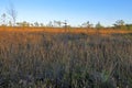 Golden Marsh Landscape With Sparse Trees And Dry Grass Illuminated By Evening Sunlight, Peaceful Bog Scenery Under Clear Blue Sky Royalty Free Stock Photo