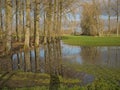 Winter wetlands in the Flemish countryside, with flooded meadow and forest