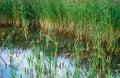 Marsh landscape with reeds Royalty Free Stock Photo