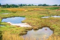 Marsh Landscape, Shoreline Park, Mountain View, California Royalty Free Stock Photo