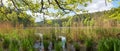 Marsh landscape Thanninger Weiher, upper bavaria at springtime