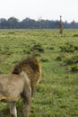 Marsh Lion Africa Sees Giraffe Royalty Free Stock Photo