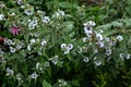 Marsh mallow (Althaea officinalis Royalty Free Stock Photo