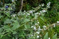 Marsh mallow (Althaea officinalis Royalty Free Stock Photo