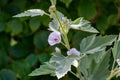 Marsh Mallow Althaea officinalis in flower. Royalty Free Stock Photo