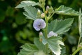 Marsh Mallow Althaea officinalis in flower. Royalty Free Stock Photo