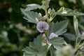 Marsh Mallow Althaea officinalis in flower. Royalty Free Stock Photo