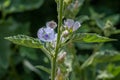Marsh Mallow Althaea officinalis in flower. Royalty Free Stock Photo