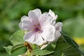 Marsh mallow althaea officinalis flower Royalty Free Stock Photo