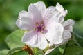Marsh mallow althaea officinalis flower Royalty Free Stock Photo